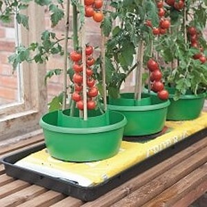 Plant Halos Green 3pk